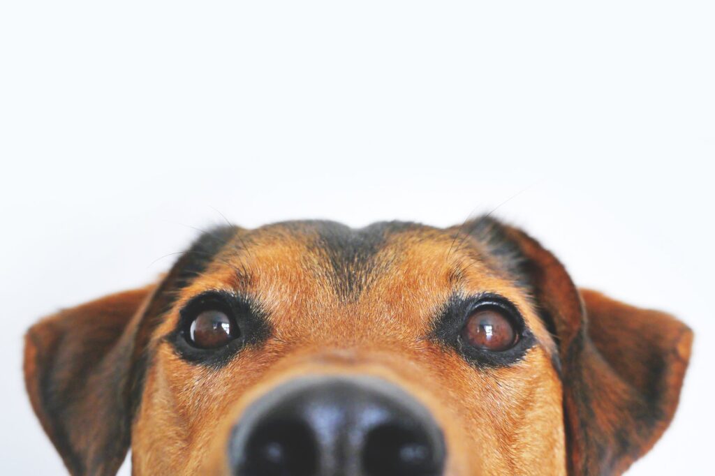 Dog01 1024x682
